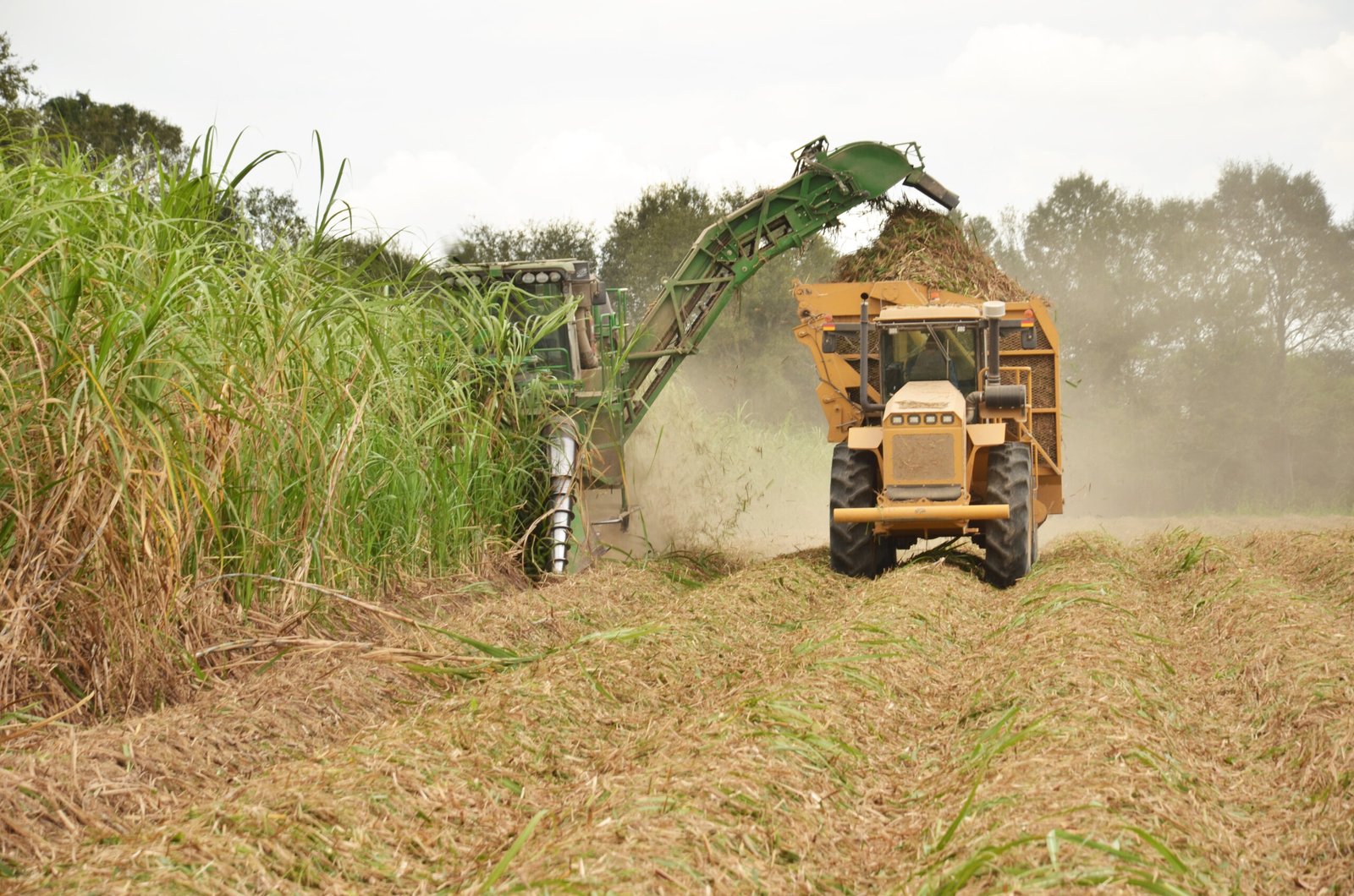 High-quality Brazilian sugar prepared for global export